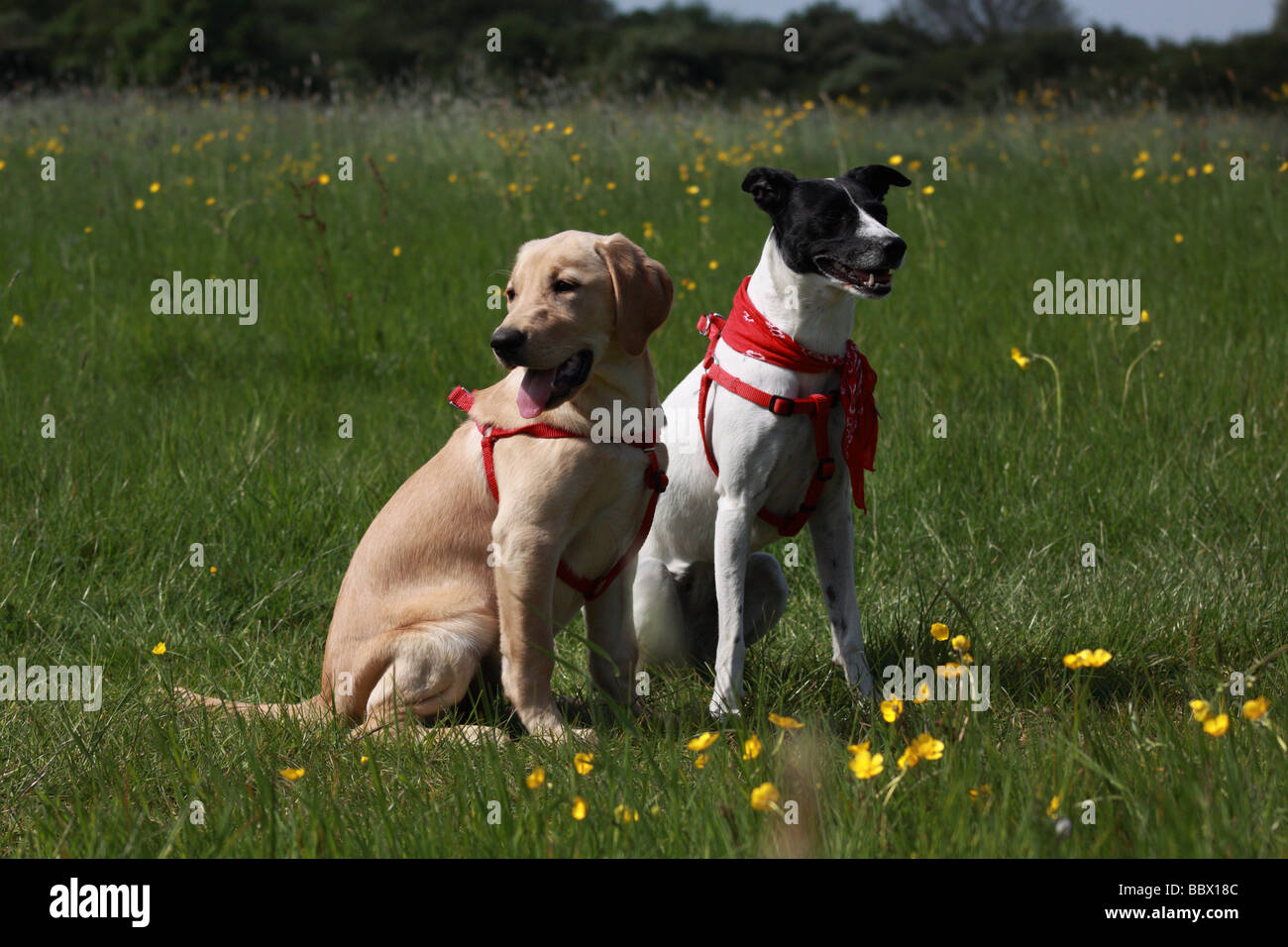 Thoroughbred,Mixed-razza cane,Labrador Retriever Foto Stock