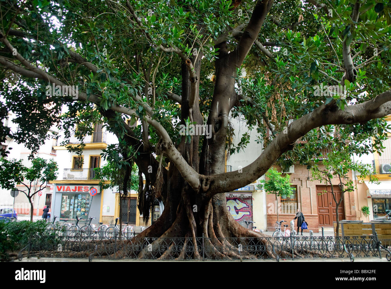 Grande struttura in gomma Ficus elastica su Plaza del Museo a Siviglia Andalusia Spagna Foto Stock
