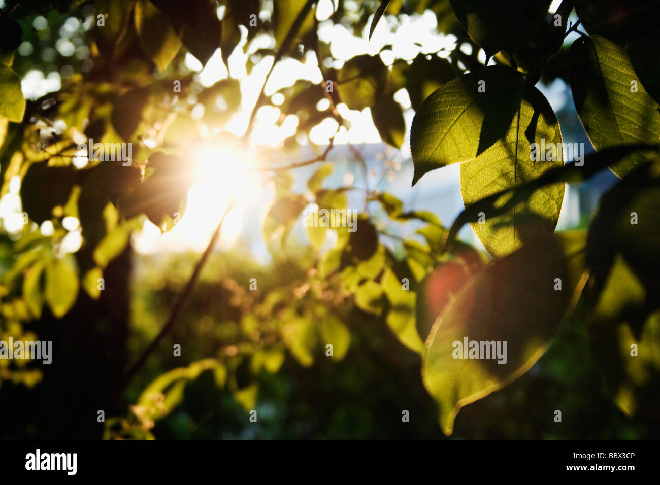 Serata sole che splende attraverso foglie della Svezia. Foto Stock