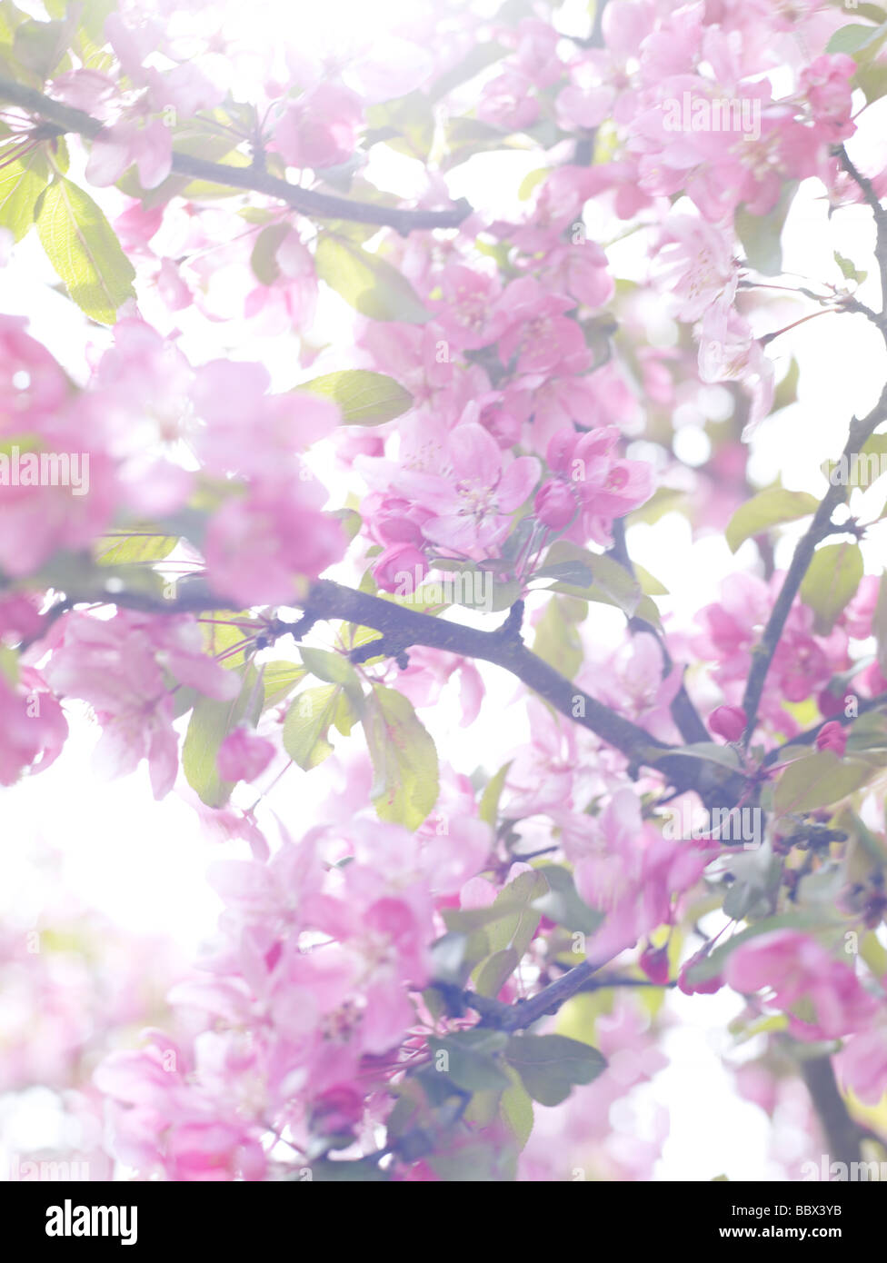 Pink apple blossom-Svezia. Foto Stock