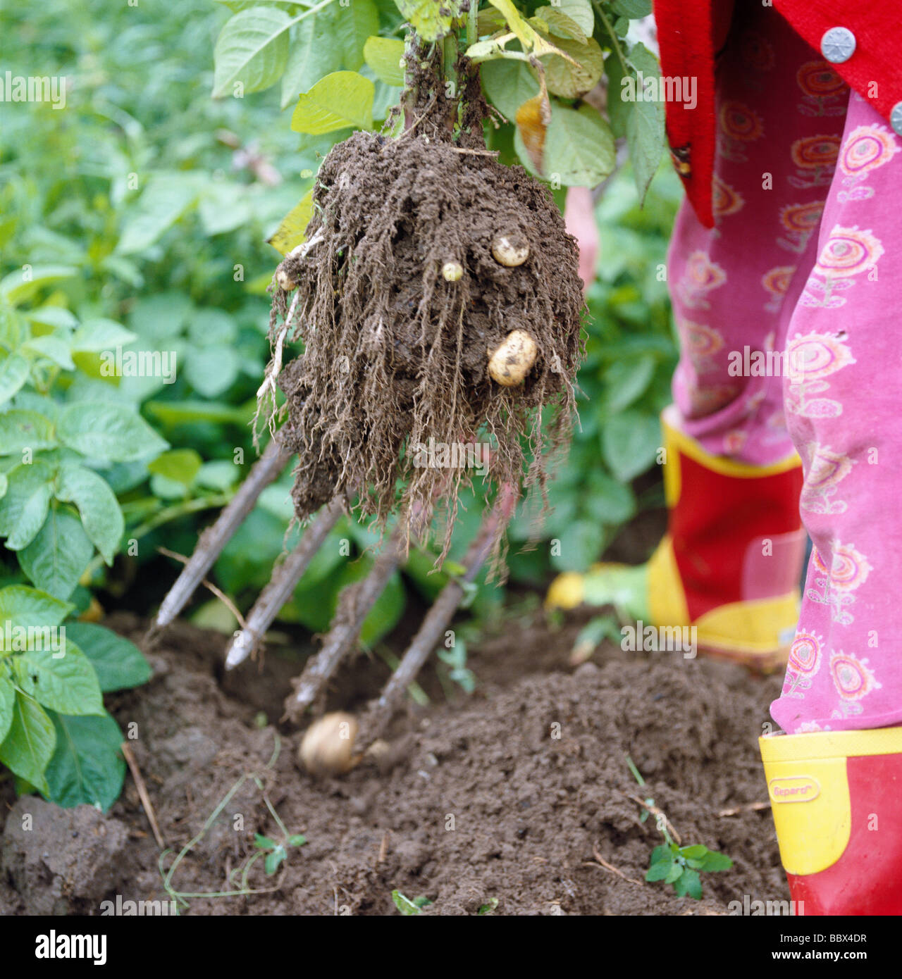 La raccolta delle patate in Svezia. Foto Stock
