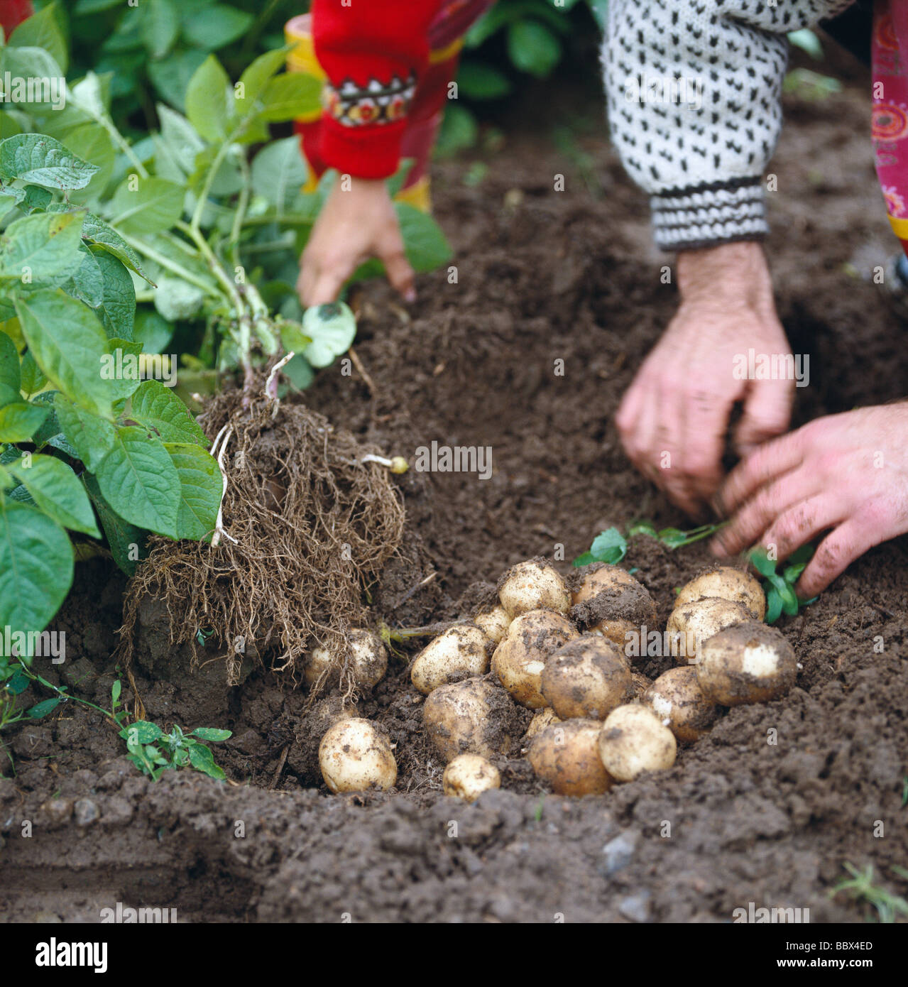 La raccolta delle patate in Svezia. Foto Stock