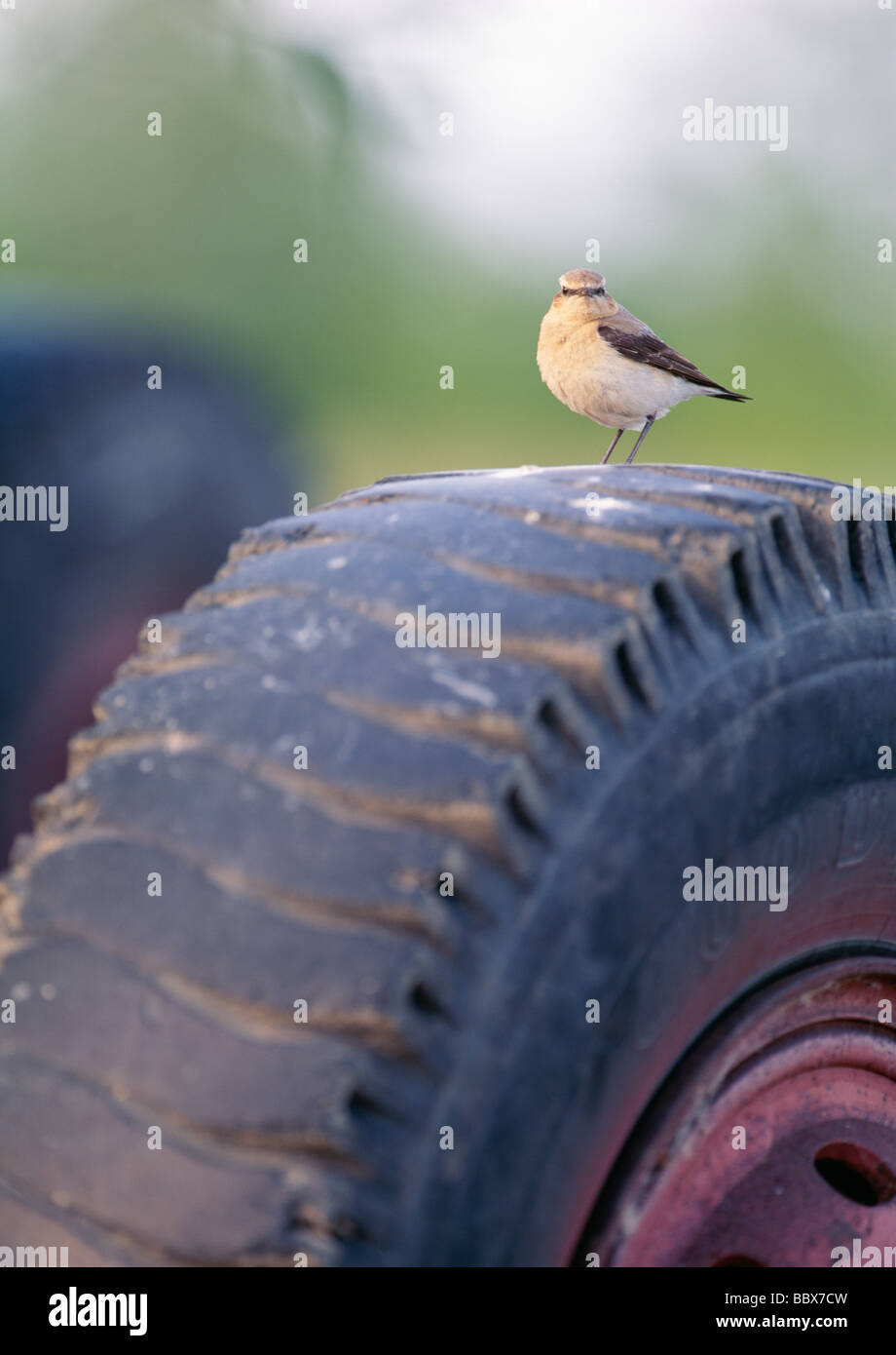 Sparrow appollaiato sul pneumatico Foto Stock