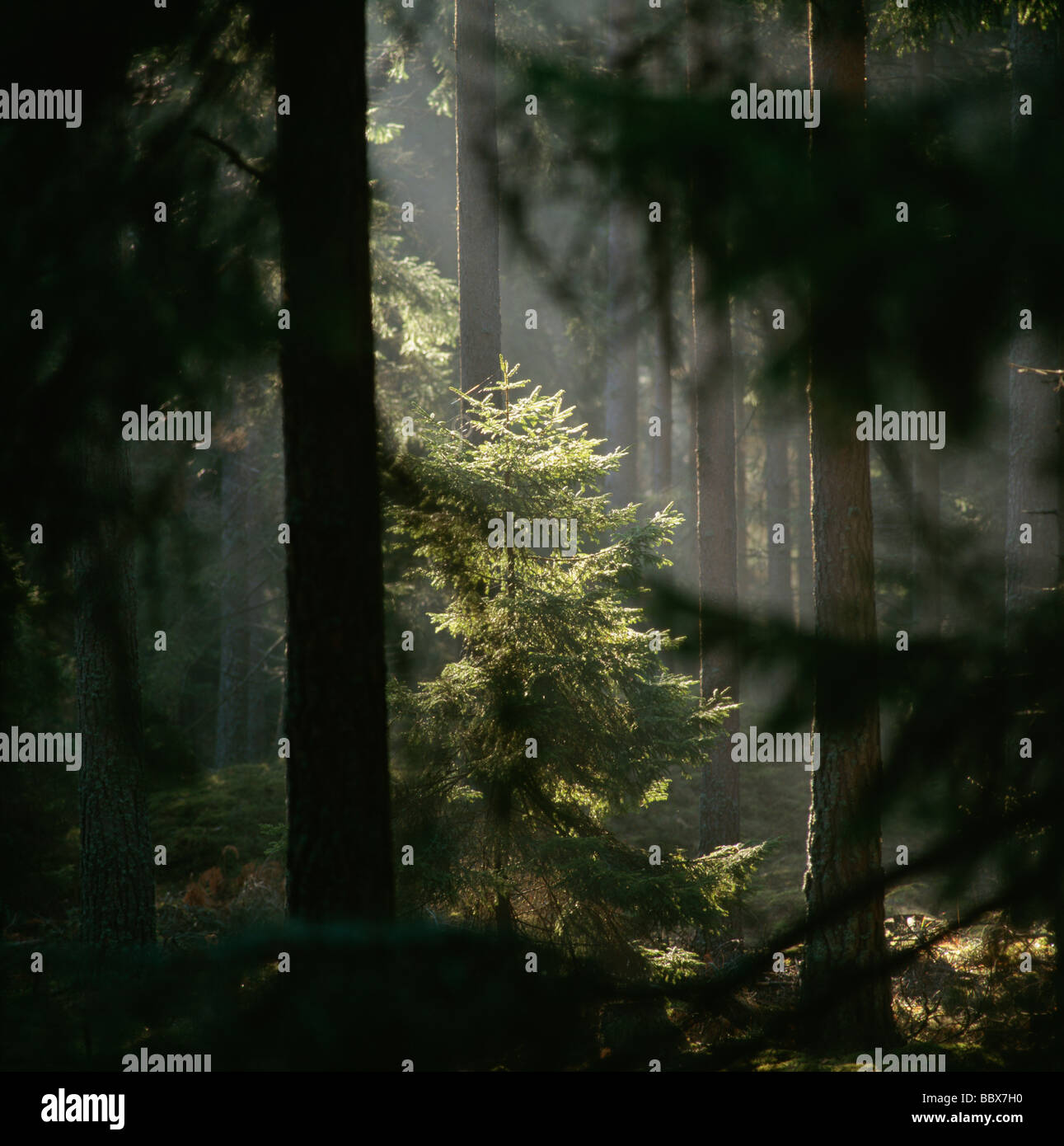 Sunray nel mezzo di alberi in foresta Foto Stock