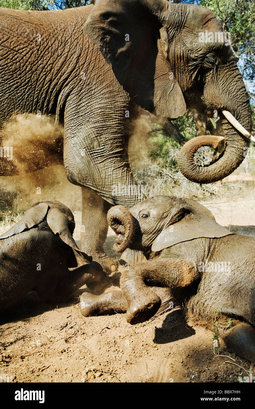 Elefante africano Loxodonta africana giovani croste interagire e polvere la balneazione Sud Africa Dist Africa Subsahariana Foto Stock