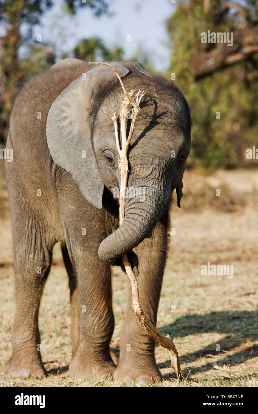 Elefante africano Loxodonta africana i giovani vitelli giocando con il ramo di albero Sud Africa Dist Africa Subsahariana Foto Stock