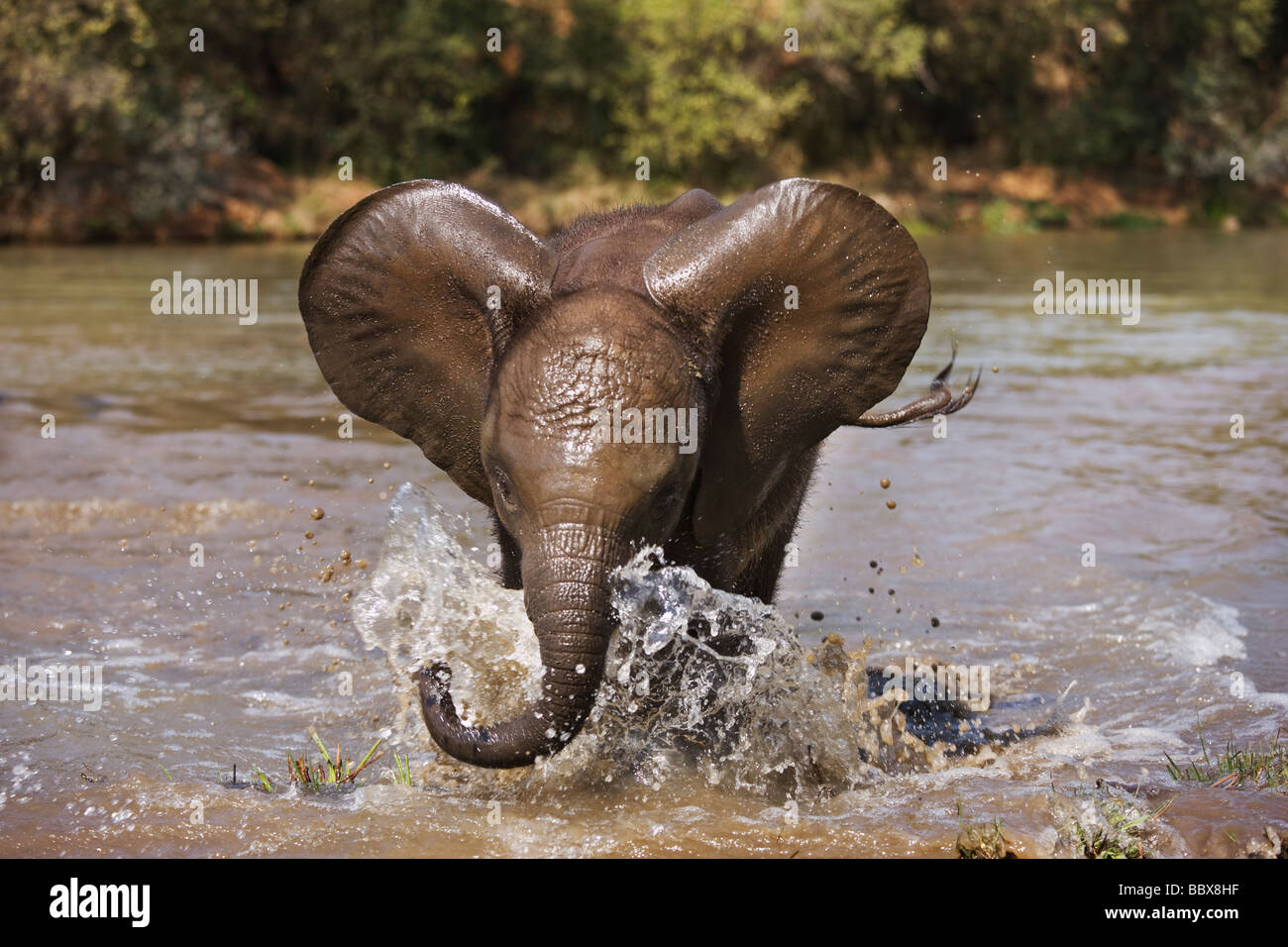 Elefante africano Loxodonta africana vitello giovane carica play Sud Africa Dist Africa Subsahariana Foto Stock