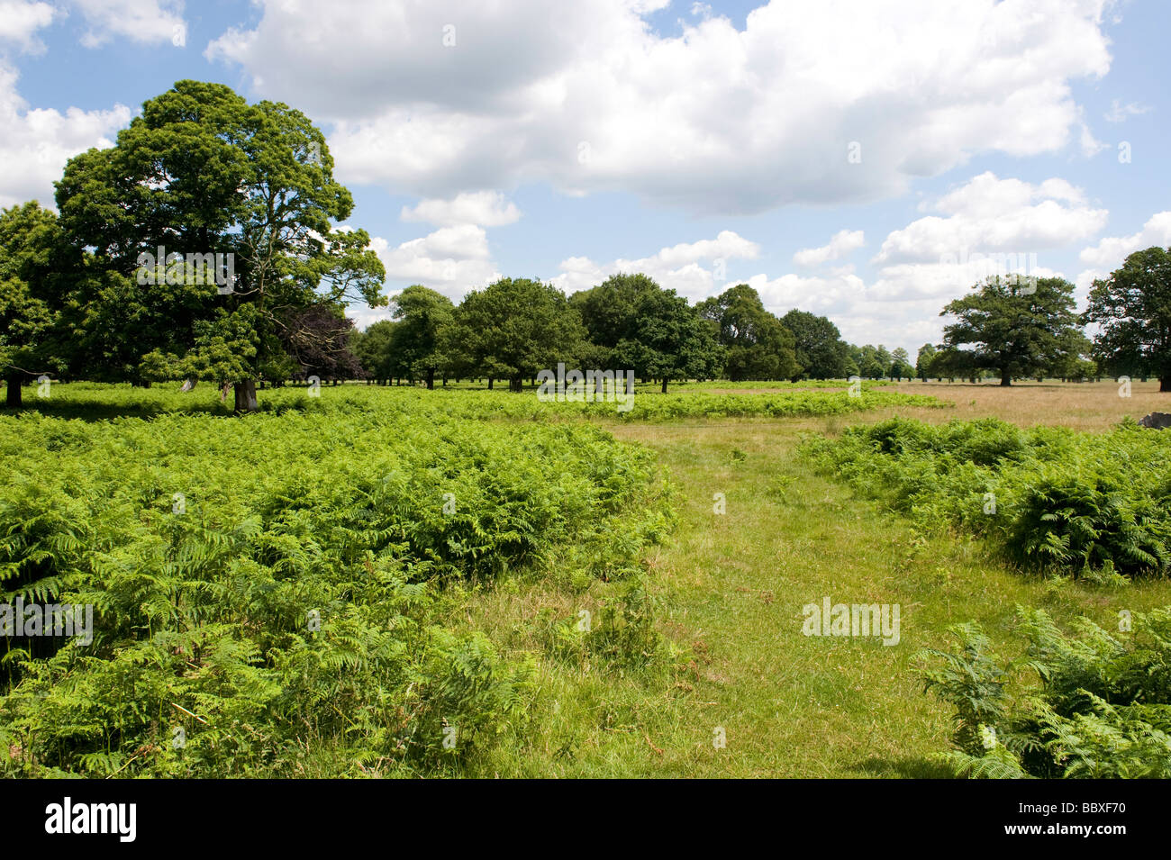 Bushy Park la seconda più grande del London Royal Parks, situata a nord di Hampton Court Palace. Foto Stock