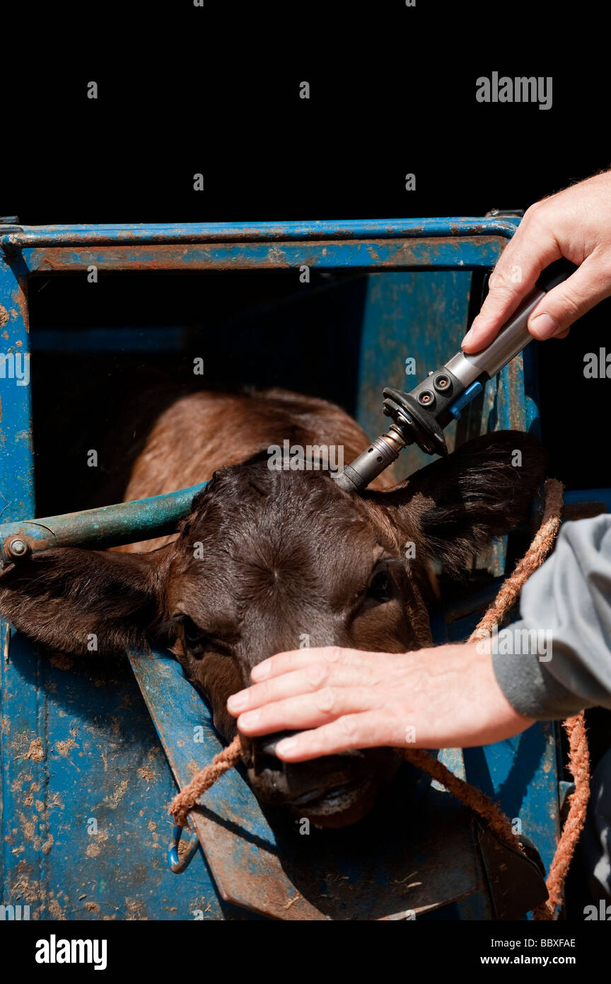 Agricoltore de horning un vitello giovane con un gas alimentato utensile che viene tenuto in una cassa Foto Stock