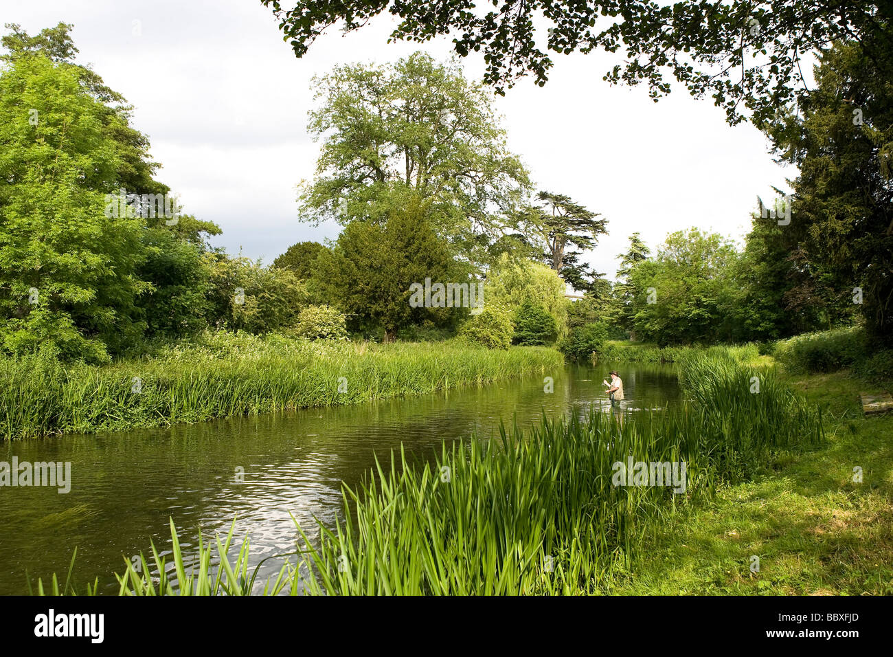 Fly fisherman colata nel fiume di trota Foto Stock