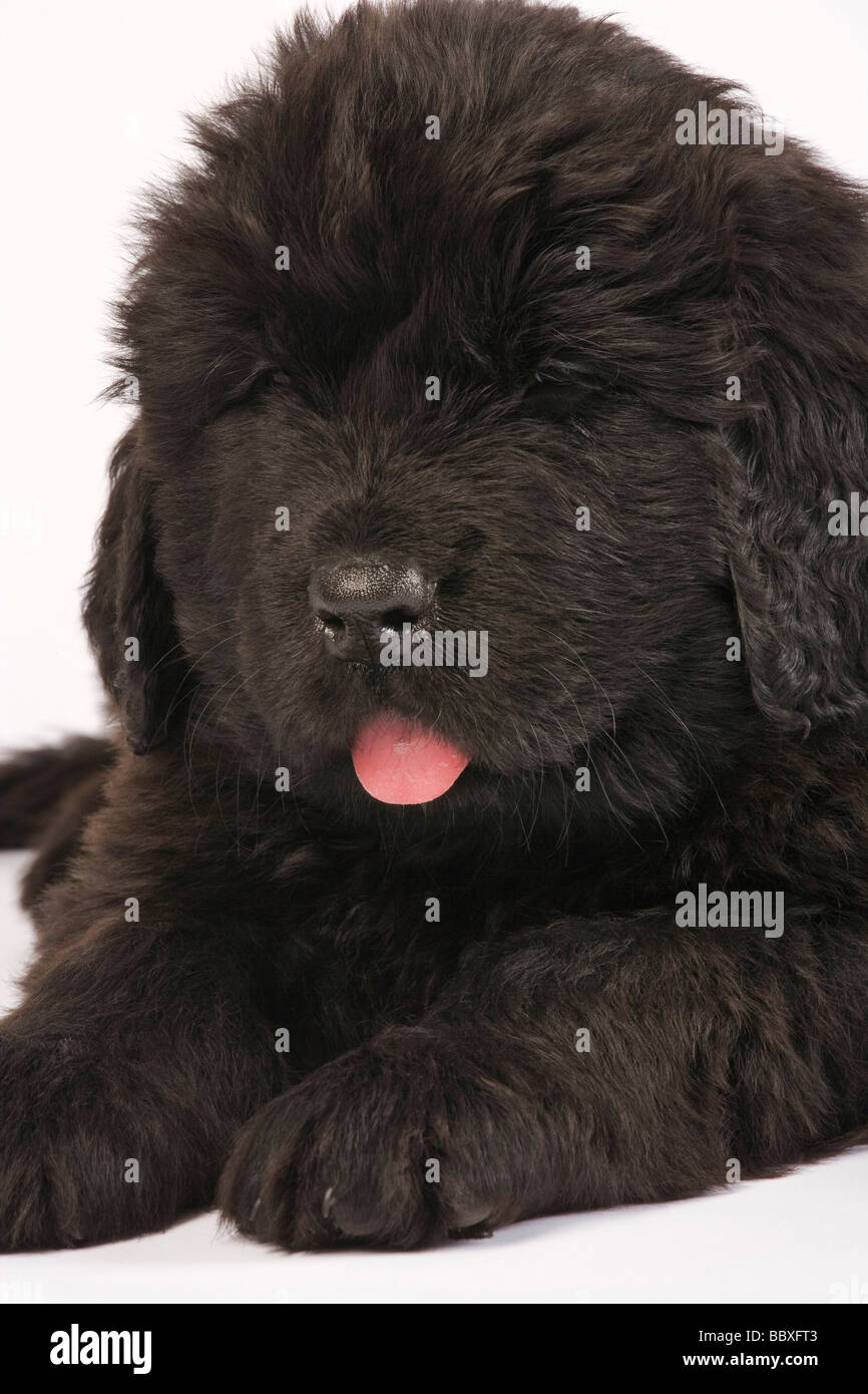 Cucciolo di Terranova canis familiaris grandi normalmente nero razza di cane originato in Terranova come un cane da lavoro Foto Stock