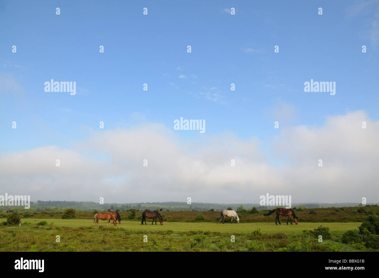 Pony selvatici Mogshade Hill New Forest Hampshire am maggio molla Foto Stock