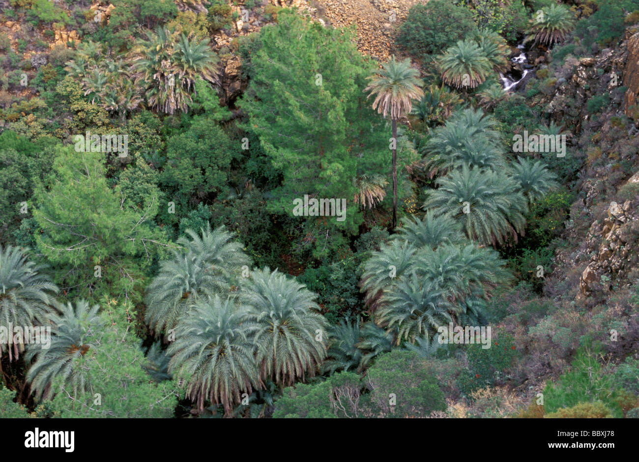 Data cretese palme Phoenix theophrastii nella penisola di Datca Turchia Foto Stock