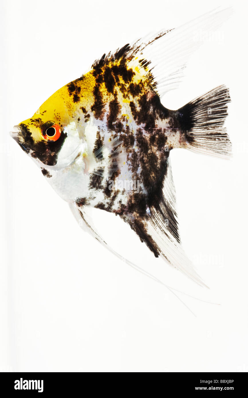 Koi pesci angelo Studio shot contro uno sfondo bianco Foto Stock
