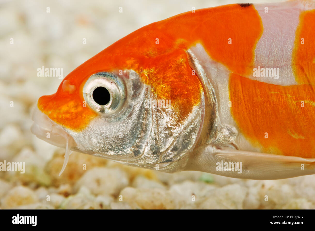 Uno spettacolare pesce Koi addomesticati varietà della carpa comune Cyprinus carpio allevati in diverse configurazioni di colore contro uno sfondo bianco Foto Stock