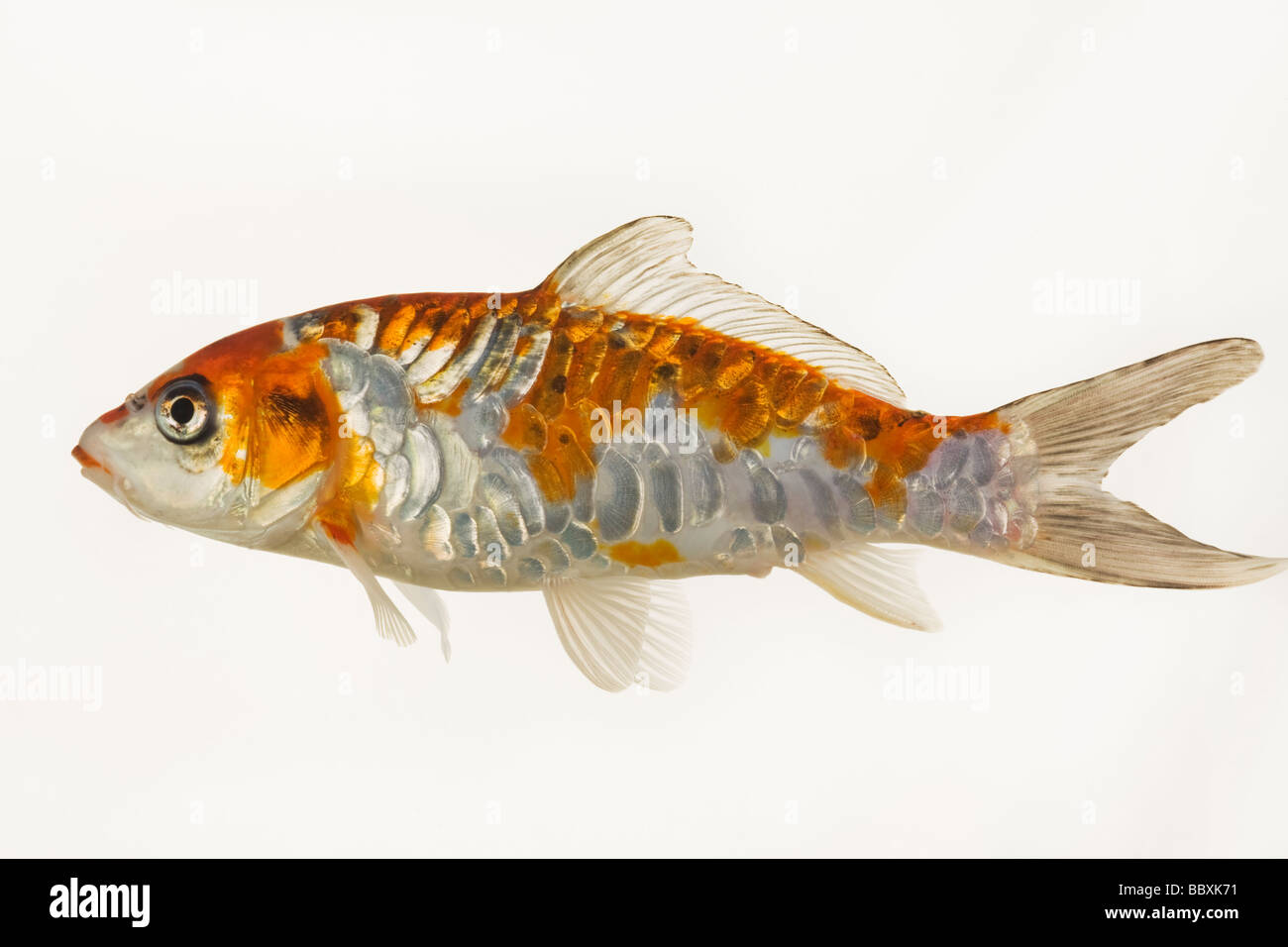 Uno spettacolare pesce Koi addomesticati varietà della carpa comune Cyprinus carpio allevati in diverse configurazioni di colore contro uno sfondo bianco Foto Stock