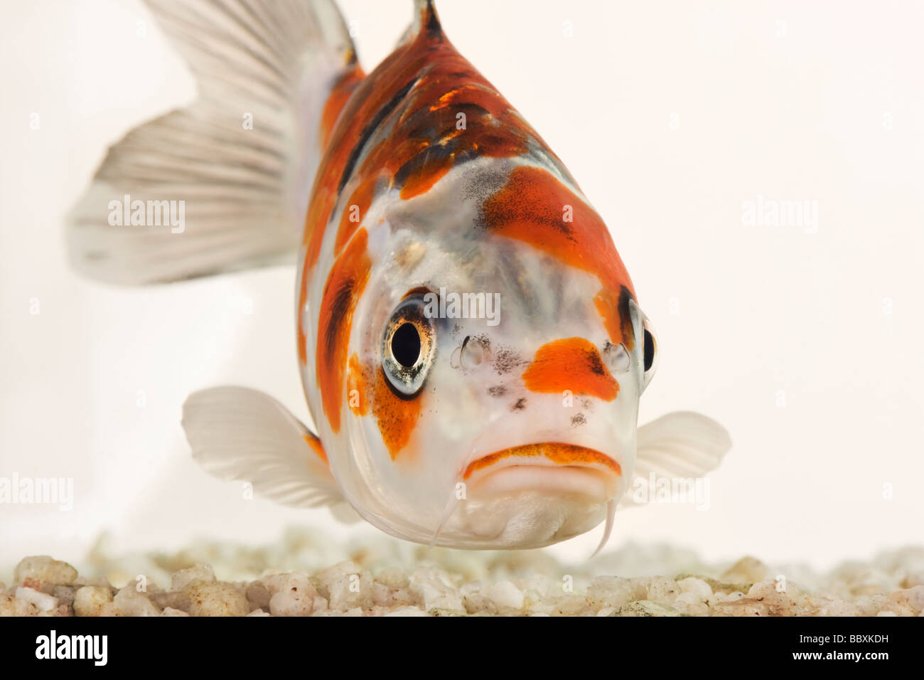 Uno spettacolare pesce Koi addomesticati varietà della carpa comune Cyprinus carpio allevati in diverse configurazioni di colore contro uno sfondo bianco Foto Stock
