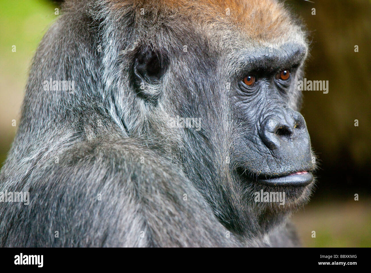 Gorilla nel Bronx Zoo di New York City Foto Stock