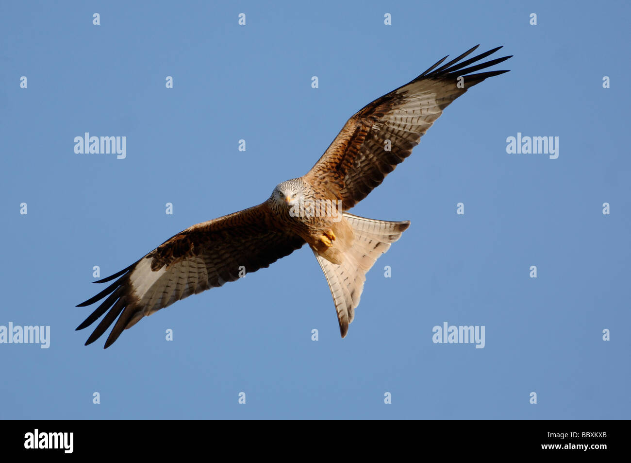 Nibbio reale Milvus milvus In volo fotografato in Galles Foto Stock