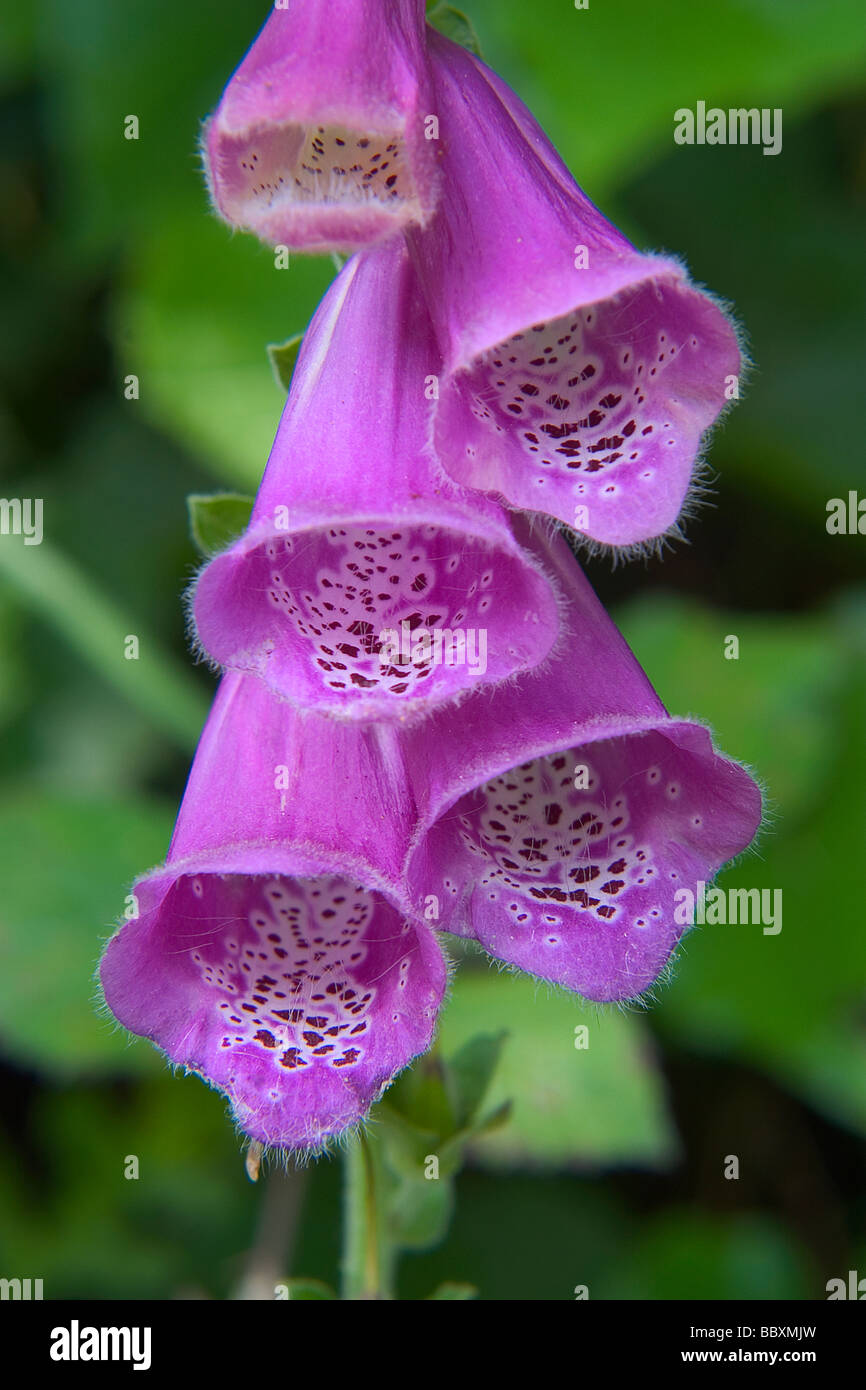 Foxglove comune, Viola Foxglove o Lady guanto ( Digitalis purpurea ) fiori Foto Stock