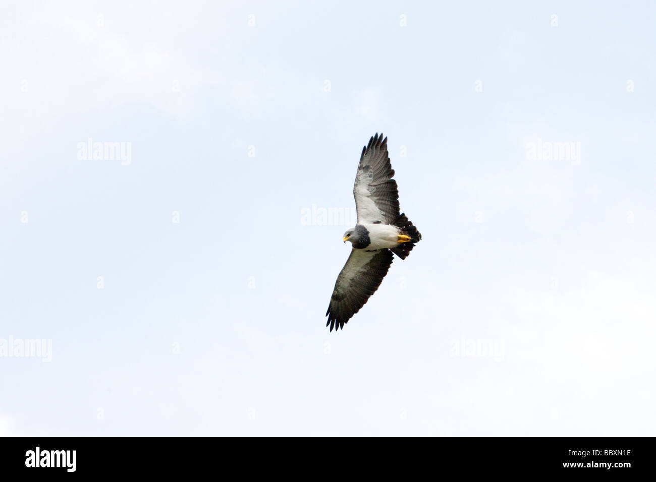 Nero-breasted Buzzard Eagle sorvolano Patagonia Foto Stock