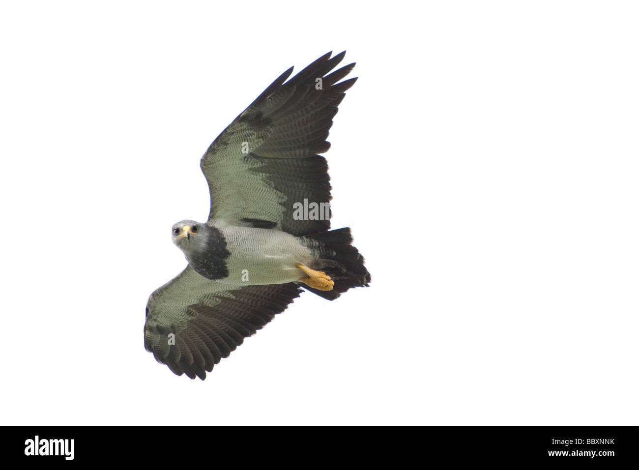 Nero-breasted Buzzard Eagle sorvolano Patagonia Foto Stock