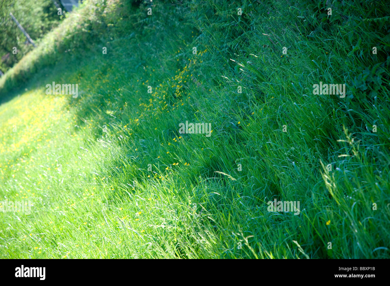 Una siepe in primavera, in campo agricolo crescente haylage insilato per l'inverno. Foto Stock