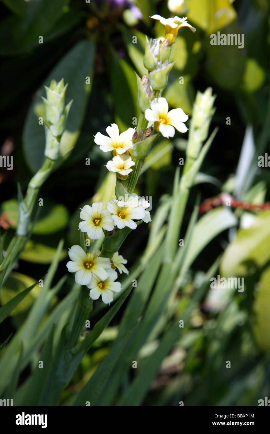 Inquadratura ravvicinata di un interessante fioritura delle piante in crescita nel Hornimans giardini, Forest Hill Foto Stock