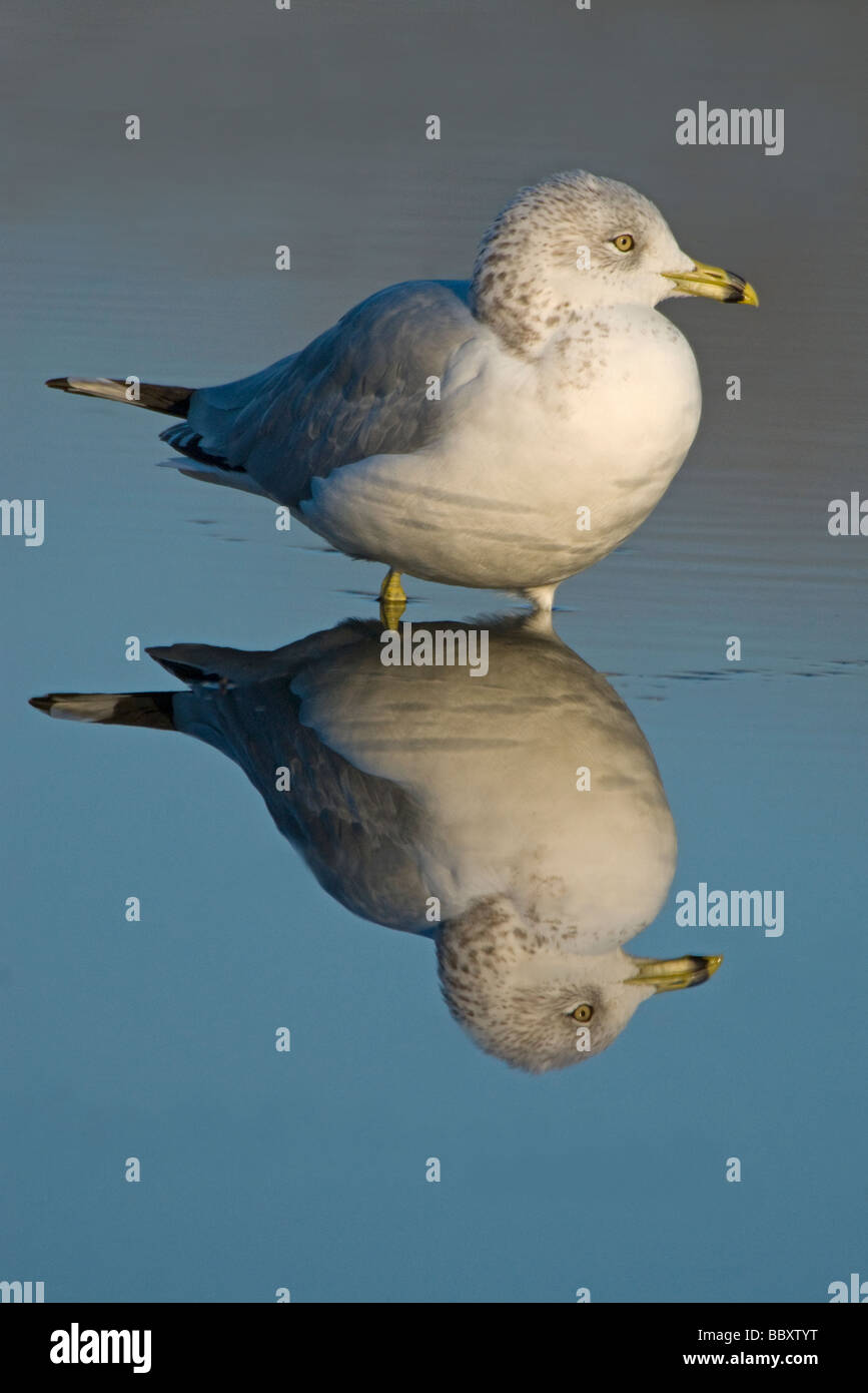 Anello-fatturati riflessione Gabbiano Larus delawarensis USA orientale Foto Stock