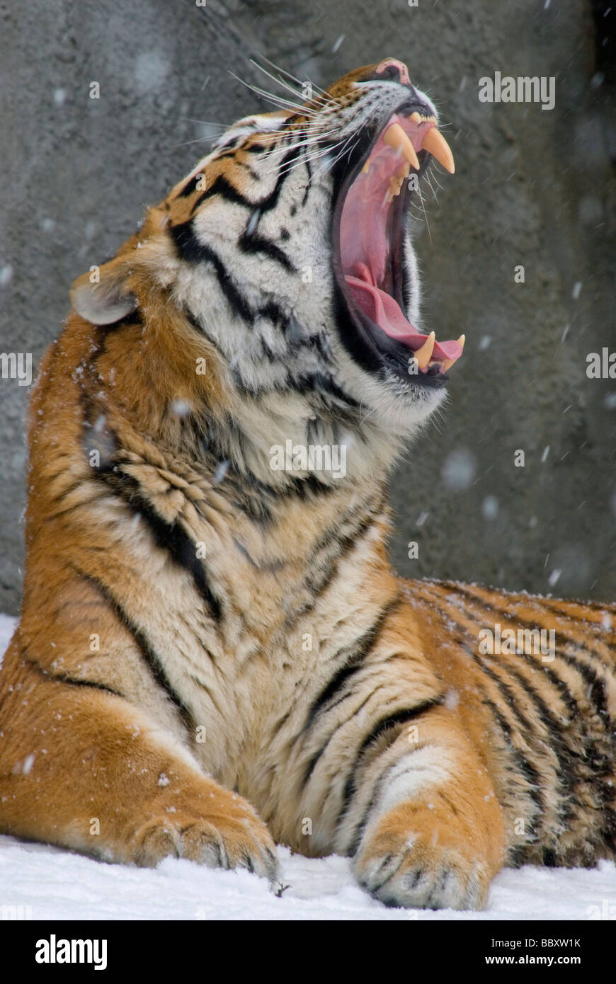 Tigre Siberiana ( Panthera tigris altaica ) sbadigli captive Foto Stock