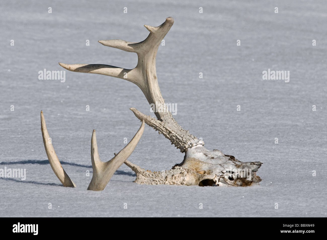White Tailed Deer cranio in snow Odocoileus virginianus est Stati Uniti da saltare Moody/Dembinsky Foto Assoc Foto Stock