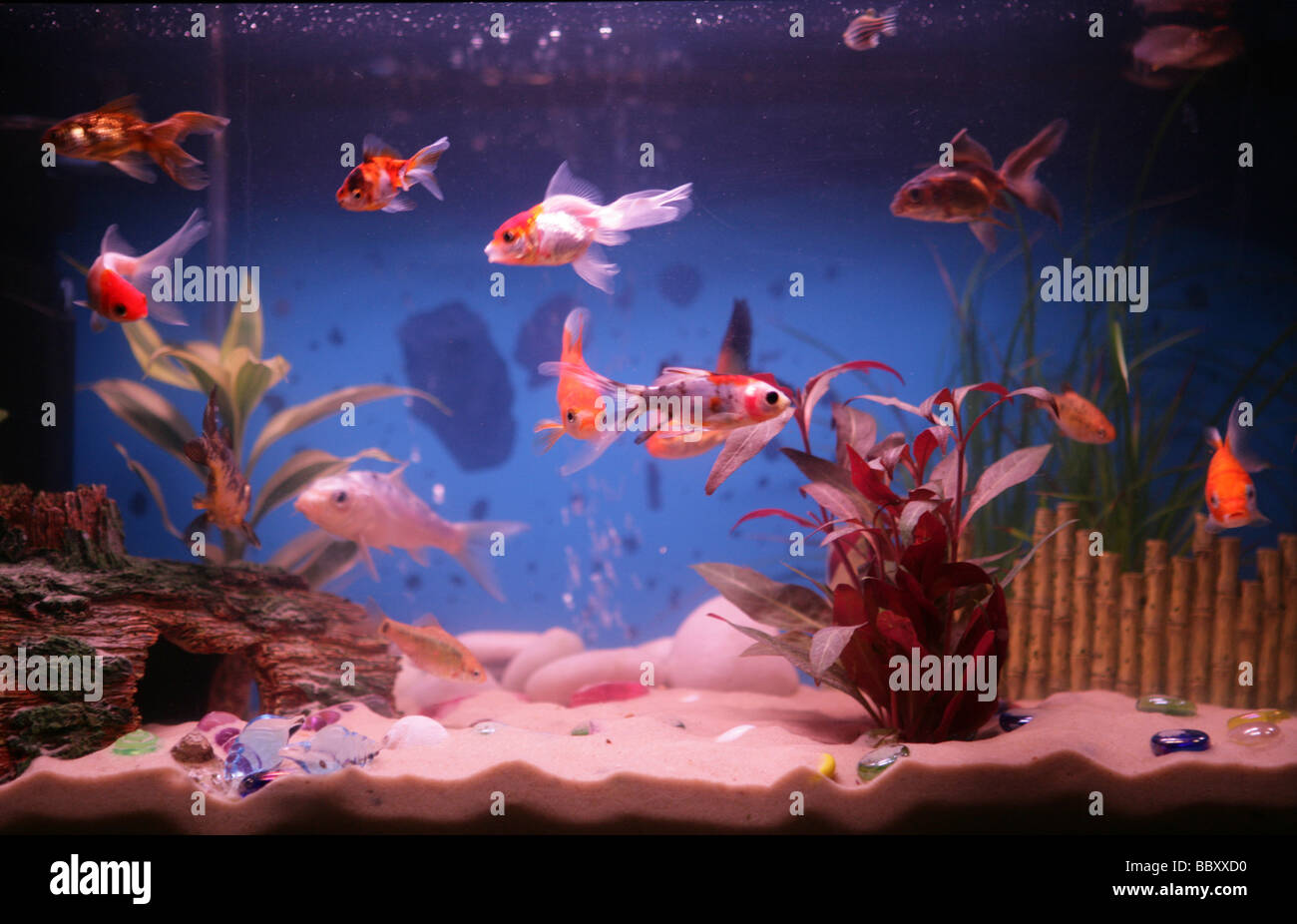 La fishtank Coldwater varietà di pesci rossi Foto Stock