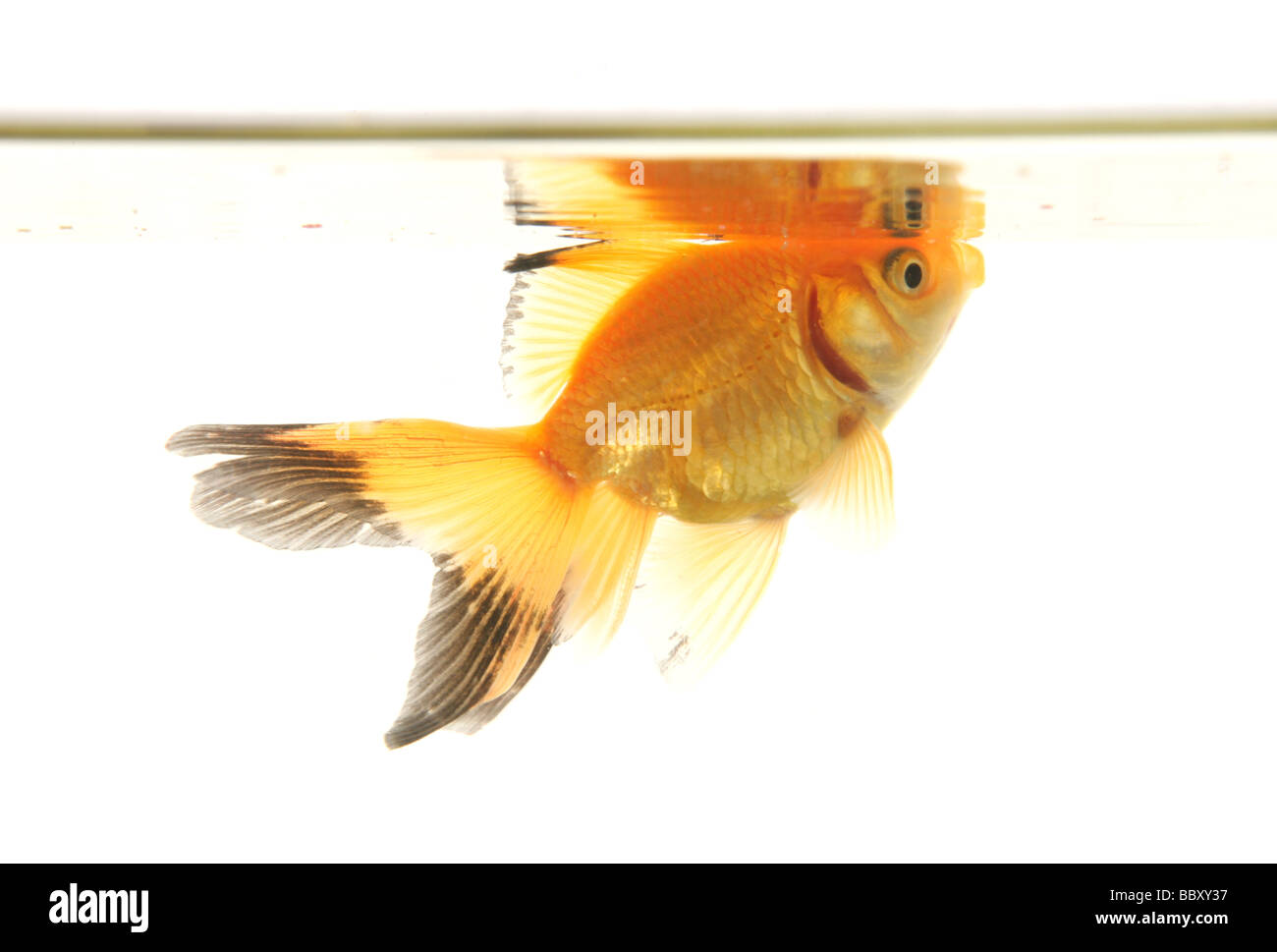 Fiocco goldfish ritaglio ritratto studio Foto Stock