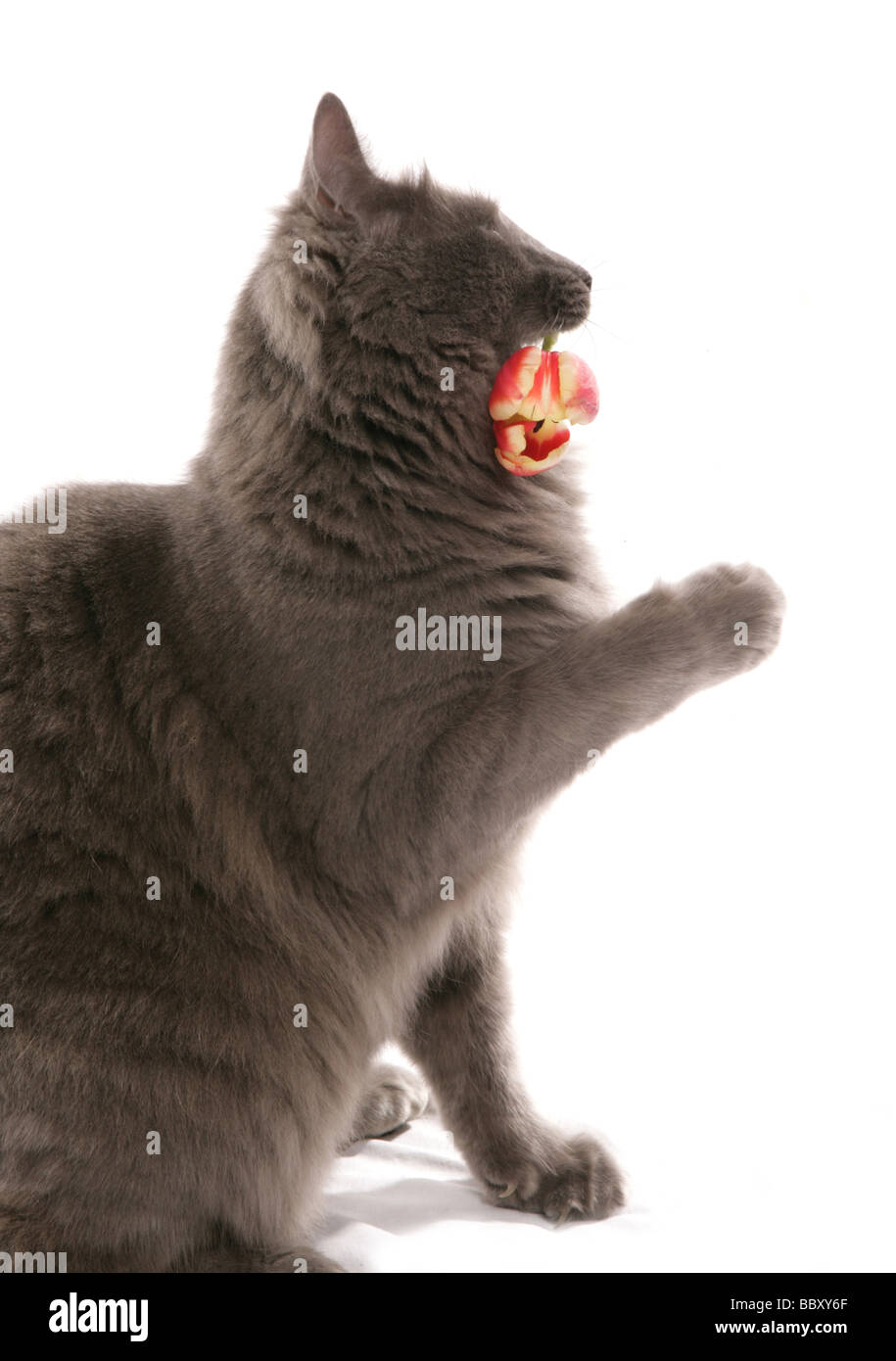 Cat holding tulip ritratto studio Foto Stock