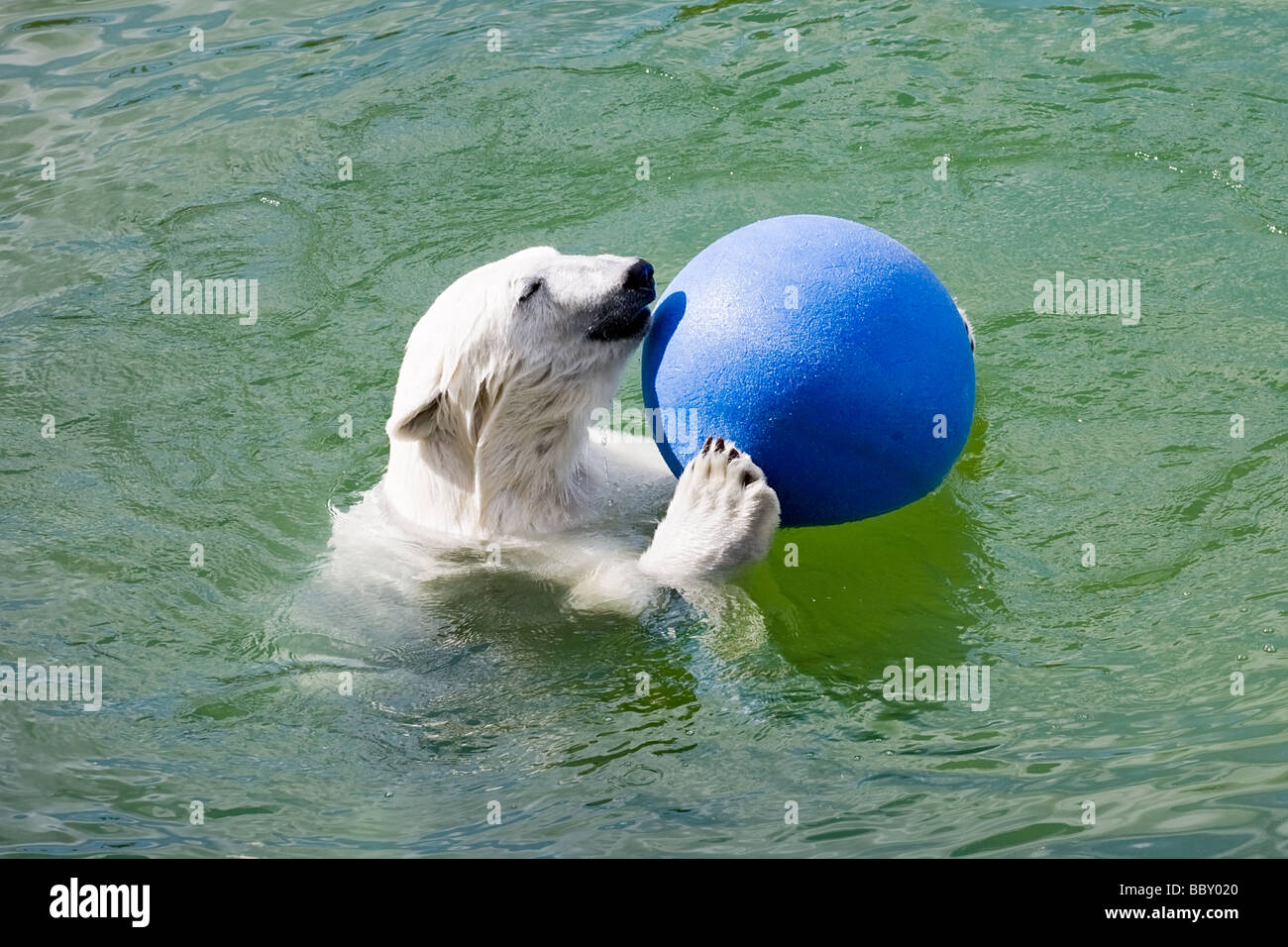 Grande orso polare giocando con sfera blu in acqua Foto Stock