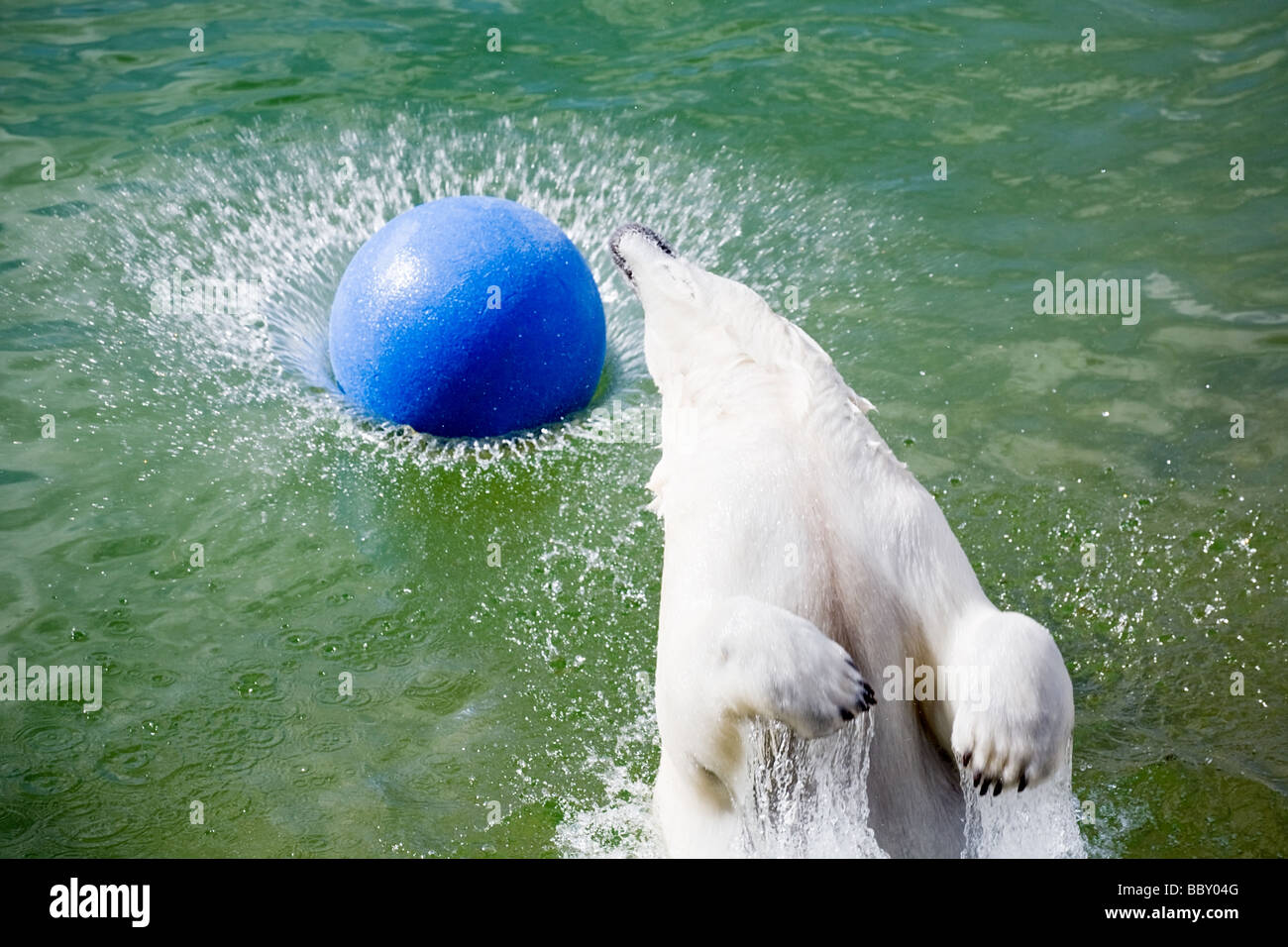 Grande orso polare saltando in acqua con sfera Foto Stock