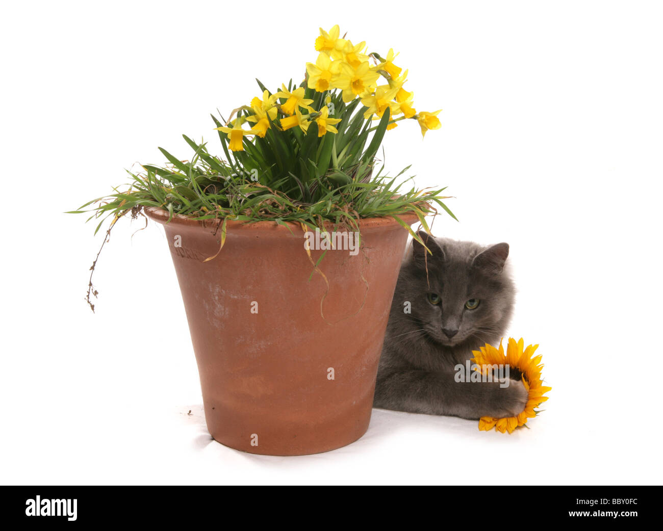 Cat nascondersi dietro i narcisi in una pentola ritratto in studio Foto Stock