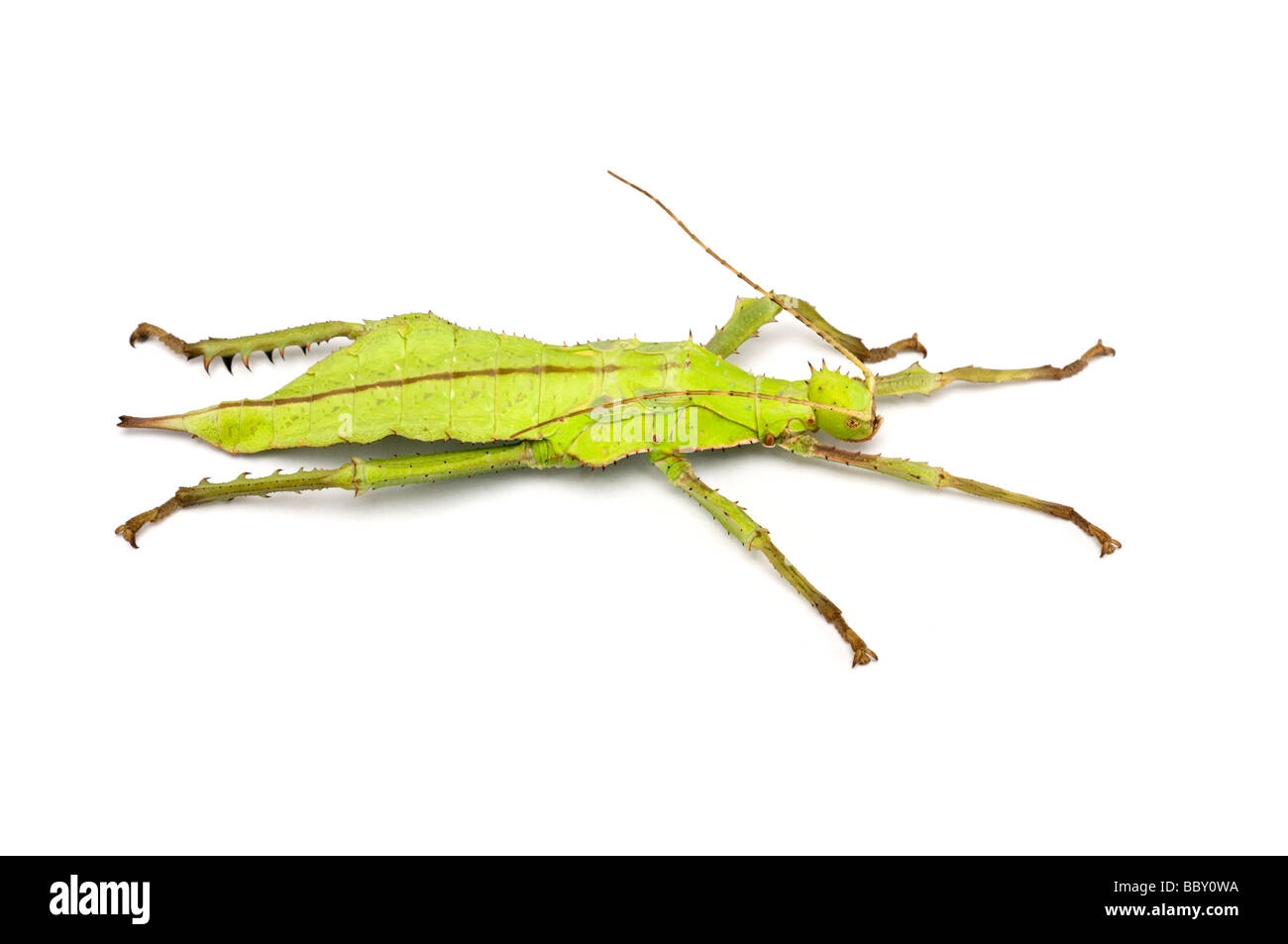 Giungla verde Nymph STICK insetto Heteropteryx dilatata Foto Stock
