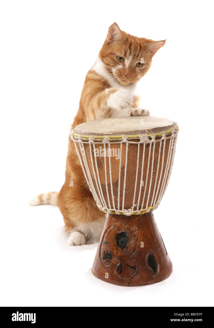 Lo zenzero cat giocando bongos ritratto in studio Foto Stock