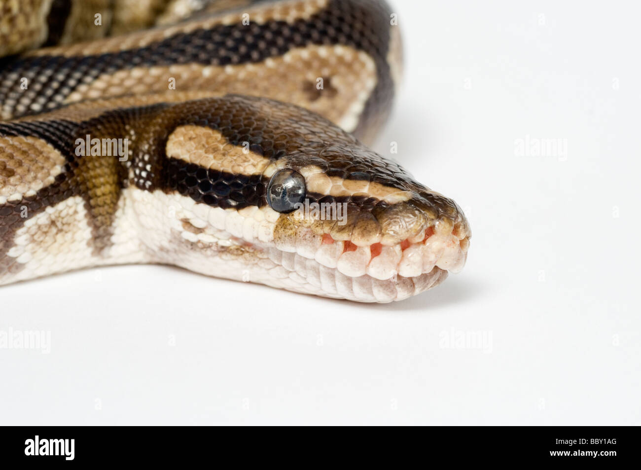ROYAL Python Python regius Foto Stock