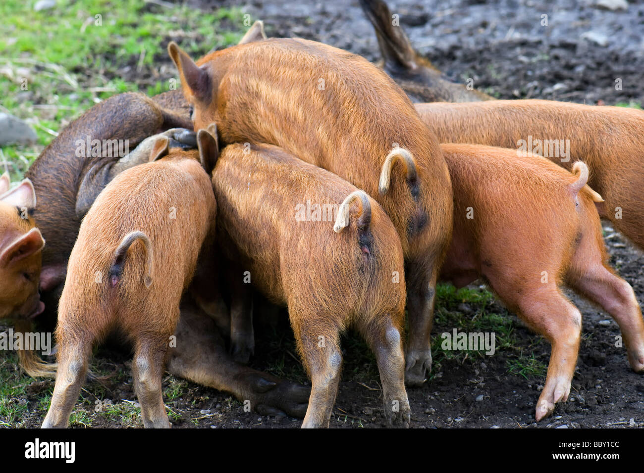 Gruppo di kune kune e cinghiale croce di suinetti di allattamento su SOW Foto Stock