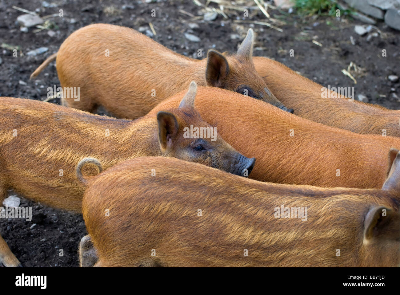 Gruppo di zenzero colorato kune kune e cinghiale cross suinetti Foto Stock