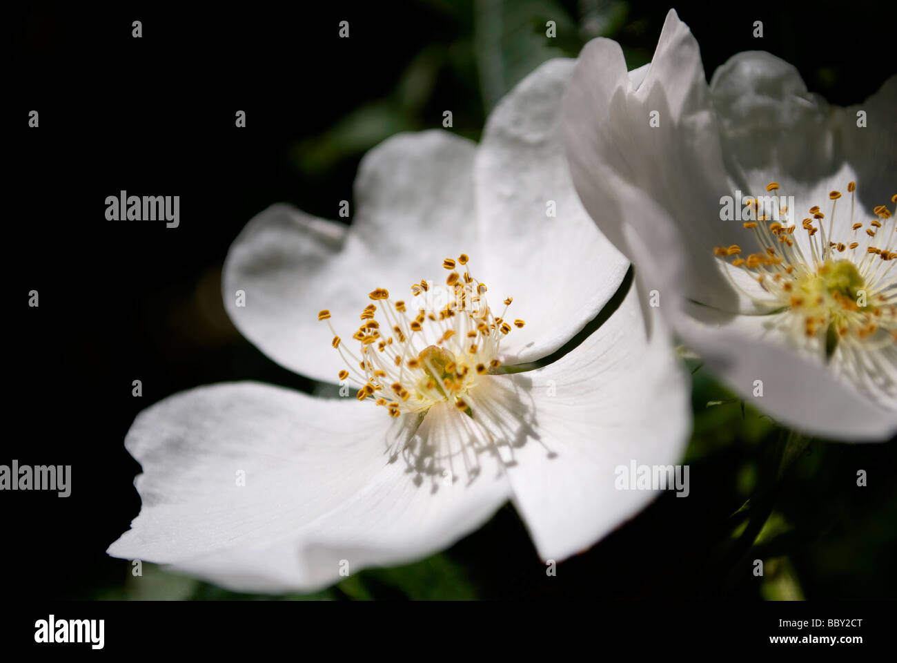 La rosa canina cercando la luce Foto Stock