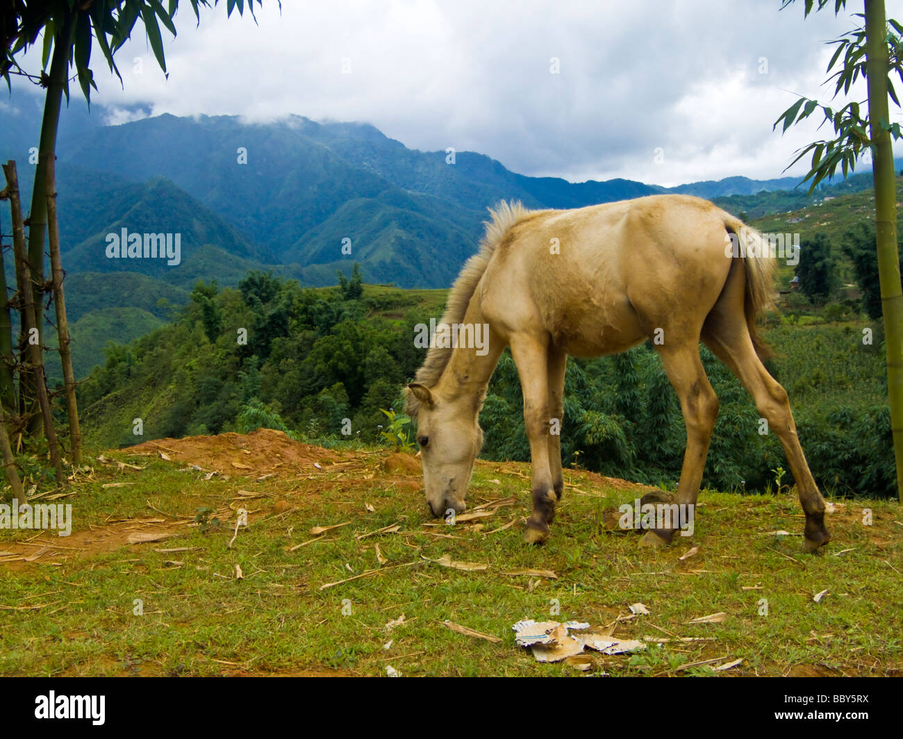 Un cavallo al pascolo con vista sulla valle di Sapa regione Vietnam JPH0222 Foto Stock