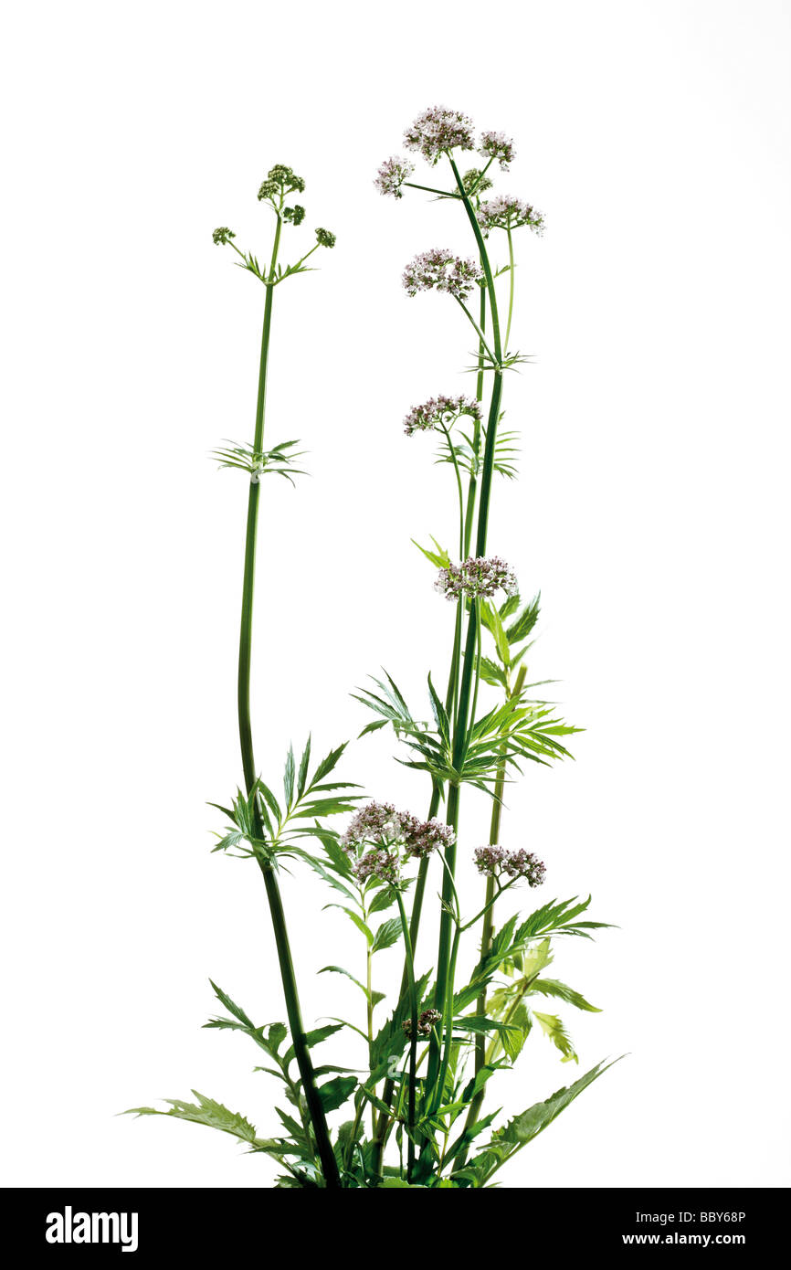 Fioritura di Valeriano (Valeriana officinalis), un arbusto Foto Stock
