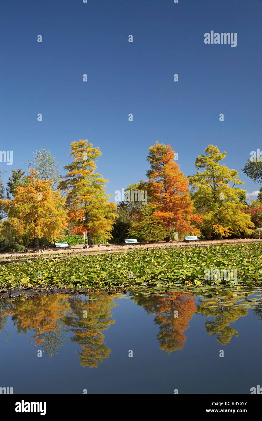 Colore di autunno riflessa nella piscina di Nerang Commonwealth Park atto di Canberra Australia Foto Stock