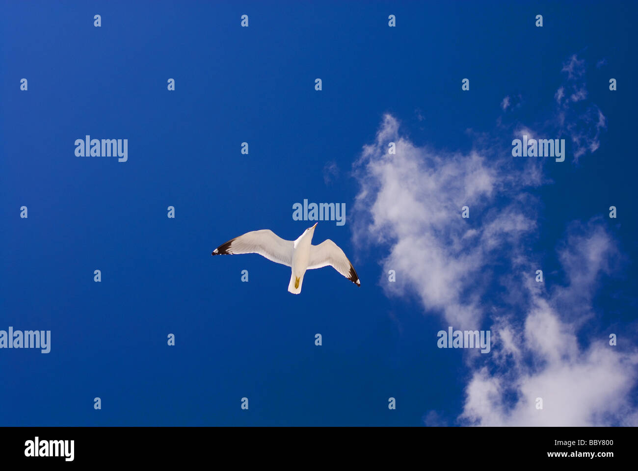 Seagull uccello vola alto contro un cielo blu brillante Foto Stock