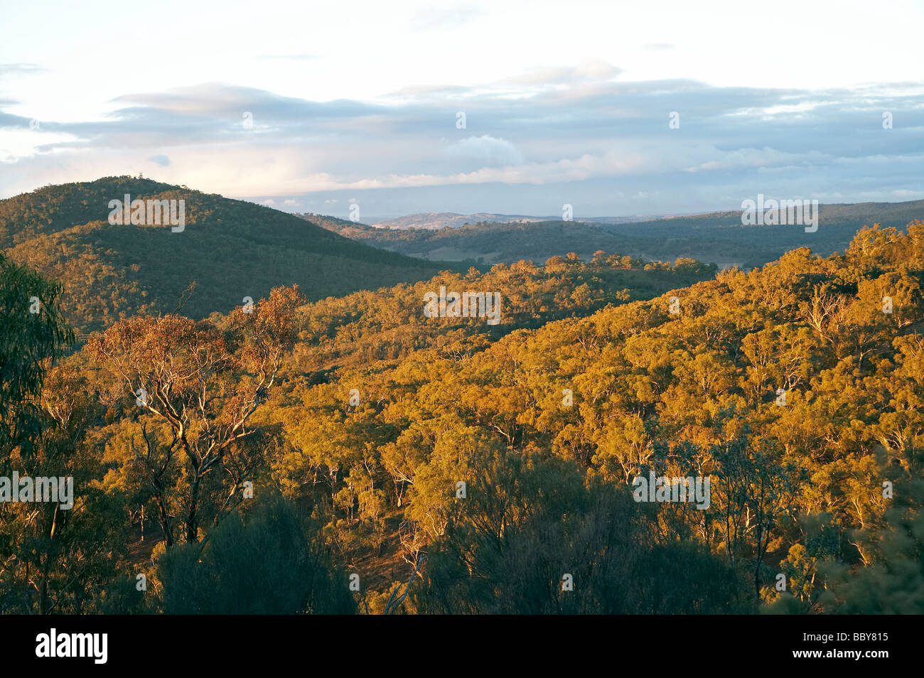 Fine luce sulla natura di Canberra Parco Monte Ainslie riserva atto di Canberra Australia Foto Stock