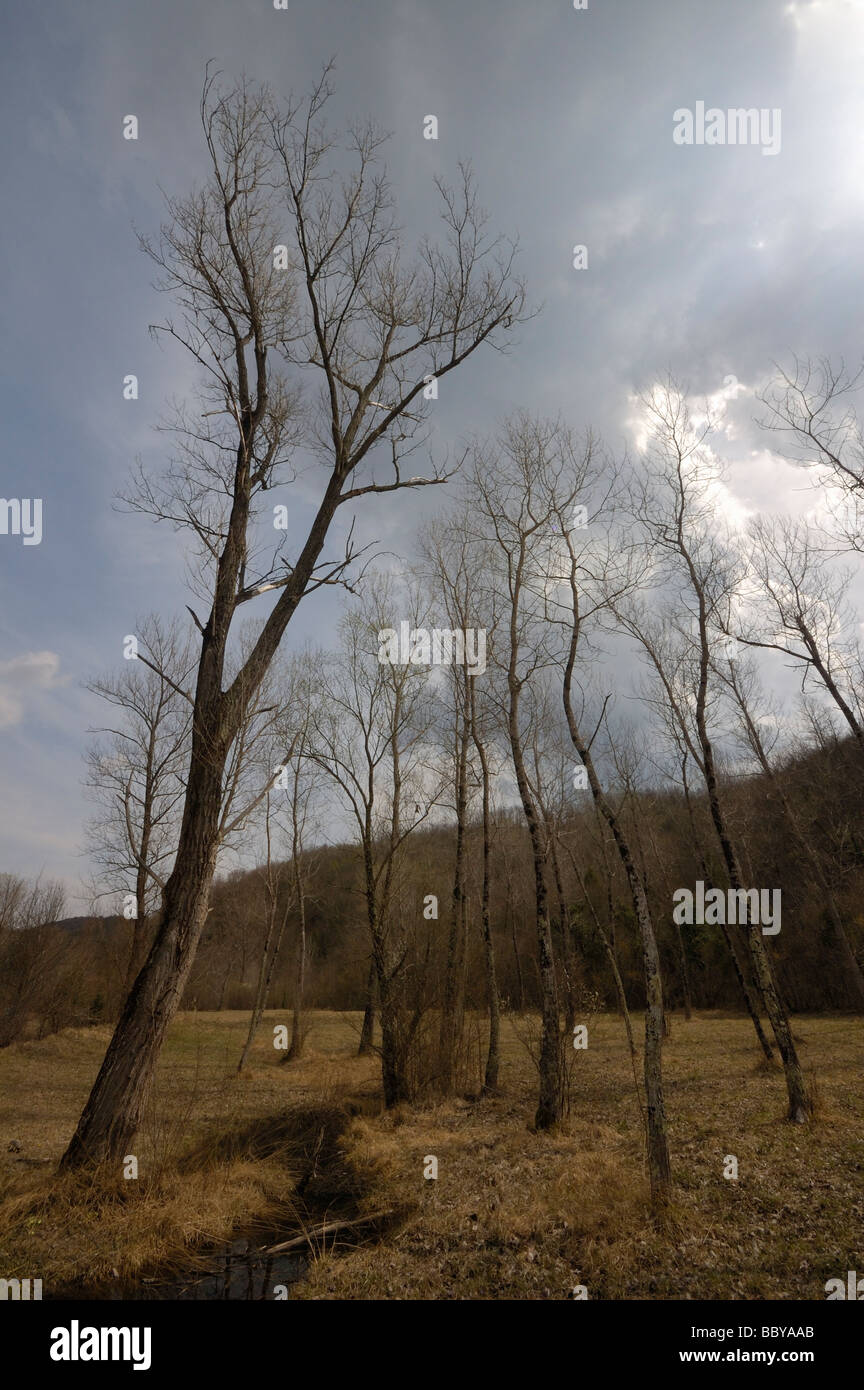 Paesaggio con alberi sfrondato, stream e cielo molto nuvoloso Foto Stock