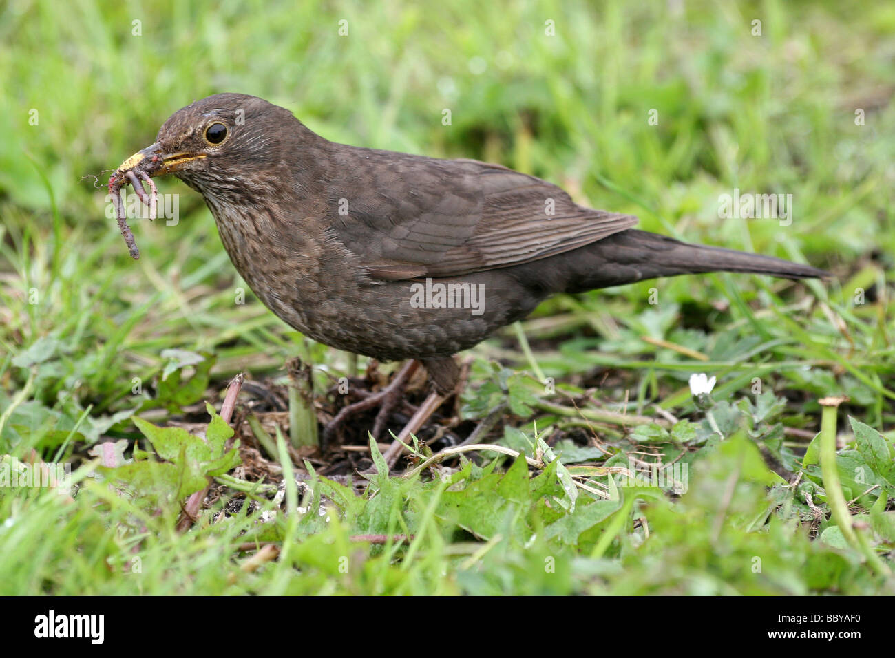 Femmina di Merlo Turdus merula con worm nel suo becco presi in Northumberland, England, Regno Unito Foto Stock